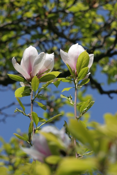 Printemps La Tour - 102